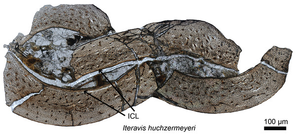 Petrographic ground section of the ulna of Iteravis huchzermeyeri IVPP V18958.