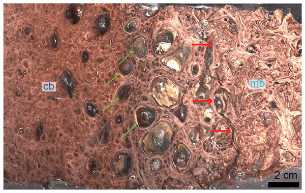 Petrographic ground section of a femur fragment of Tyrannosaurus rex (MOR 1125), showing cortical bone (cb) and medullary bone (mb).