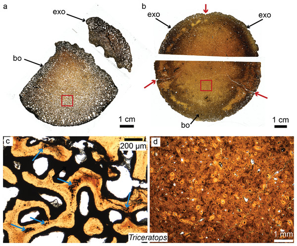 Petrographic ground sections of the occipital condyles of two young Triceratops, MOR 1110 (A–C) and MOR 8657 (B–D).