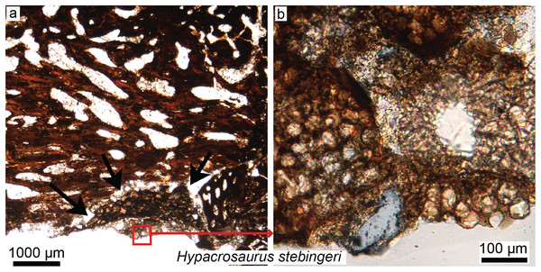 Petrographic ground sections in the maxilla of the duck-billed dinosaur Hypacrosaurus stebingeri (MOR 548, a nestling) showing the first evidence of “avian” secondary cartilage (SC) in a non-avian dinosaur.