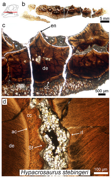 Petrographic ground section of an isolated maxilla of a Hypacrosaurus embryo (MOR 559).