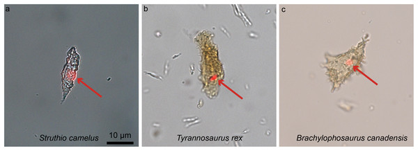 Ostrich (A) and dinosaur (B–C) cellular response to the DNA intercalating dye propidium iodine (PI).