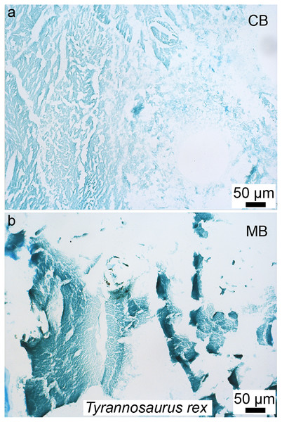 Paraffin thin-sections paired with alcian blue histochemical staining of demineralized cortical bone (A) and medullary bone (B) of T. rex (MOR 1125).