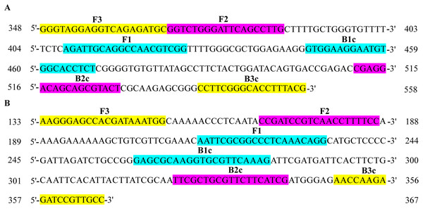 Distribution of primers L-139 and L-988 for LAMP assays on DNA sequences.