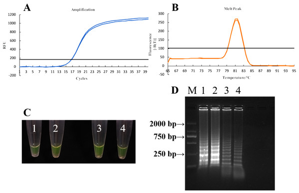 Detection of diseased seed in the field by qPCR and LAMP assays.