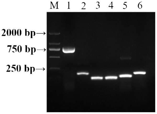 PCR amplification of template DNA with different primers.