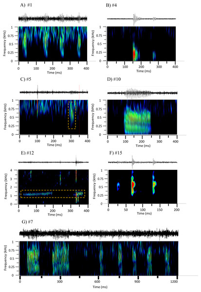 Oscillograms and spectrograms of the seven frequently occurring sound sequences, that were identified as fish calls.