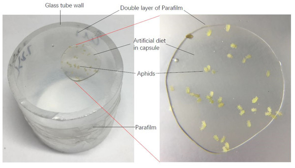 A diagram of artificial diet used in this experiment.