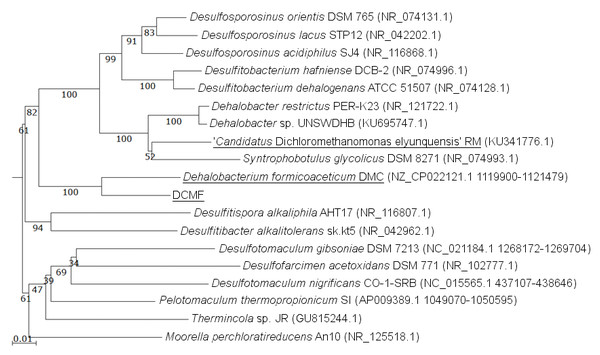16S rRNA gene phylogenetic tree of DCMF with closely related bacteria (94–87% identity).