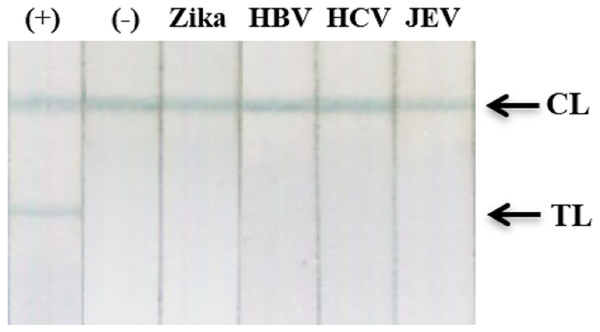 Cross-reactivity test against recombinant Zika NS1, HBV, HCV, and JEV clinical samples.