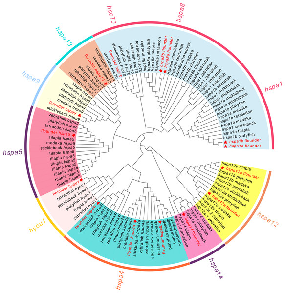 Phylogenetic tree of hsp70 from flounder, medaka, tilapia, zebrafish, platyfish, tetraodon, and stickleback.