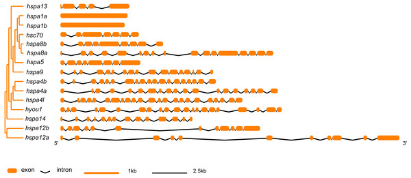 Intron-exon structure of hsp70 genes in flounder.