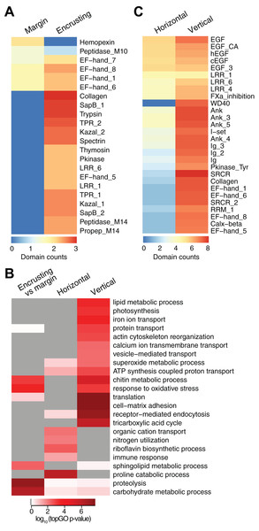 Counts of PFAM domains and enriched gene ontology terms in predicted peptides encoded by differentially expressed transcripts in different tissue regions.