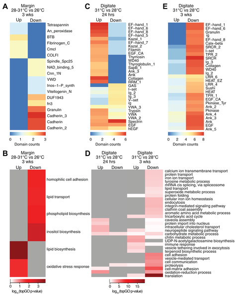 Counts of PFAM domains and enriched gene ontology terms in predicted peptides encoded by differentially expressed transcripts in tissue regions of corals subjected to different temperatures.