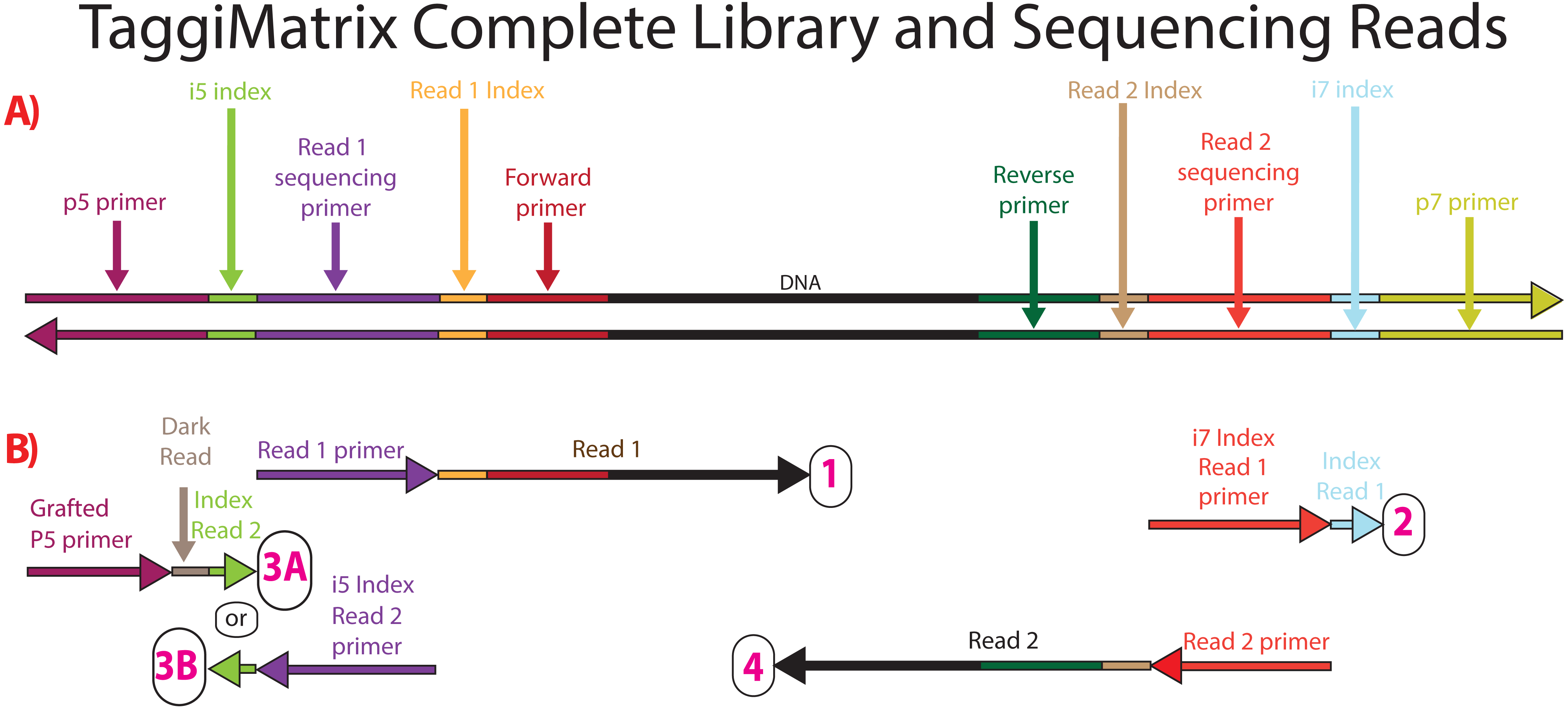 Adapterama II: Universal Amplicon Sequencing On Illumina Platforms ...