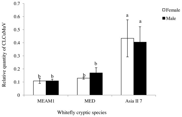 Relative quantity of CLCuMuV in the three cryptic whitefly species that fed on diseased Gossypium hirsutum plants with an acquisition access period of 48 h.