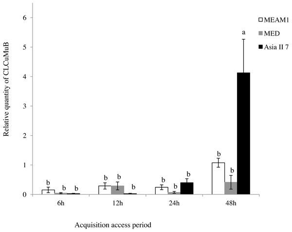 Relative quantity of CLCuMuB in three cryptic whitefly species quantified by qPCR.