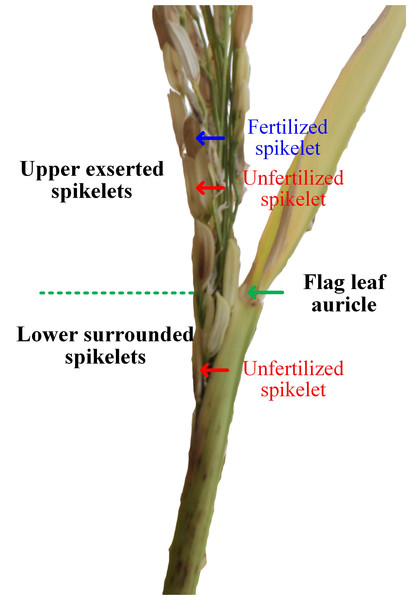 Illustrations of panicle enclosure induced by heat stress (Image credit: Chao Wu).