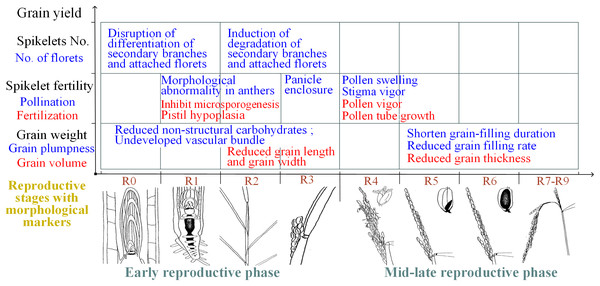 Summary of the effects of heat on yield traits of rice during different reproductive stages.