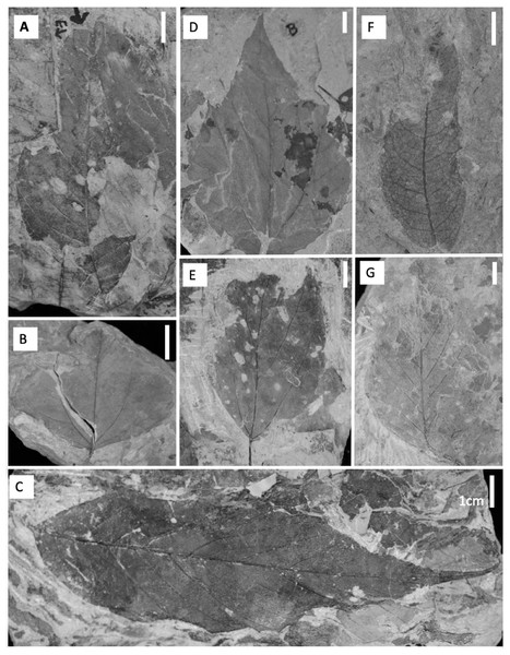 Common dicot leaf types from the late Paleocene and early Eocene in the Hanna Basin.