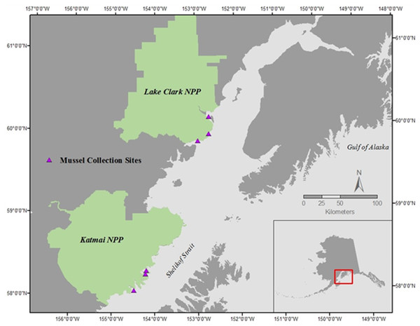 Mussel sampling sites in Lake Clark National Park and Preserve (NPP) and Katmai National Park and Preserve (NPP).