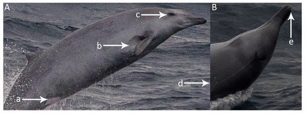 Morphological characteristics of True’s beaked whales, as photographed during the encounter in July 2018.