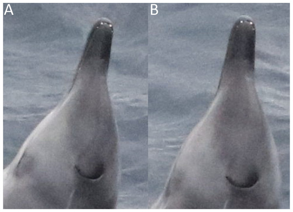 Dorsal view of a male True’s beaked whale photographed in July 2018, taken from two (A & B) marginally different angles.