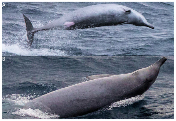 True’s beaked whale appearance, as photographed during the encounter in July 2018.