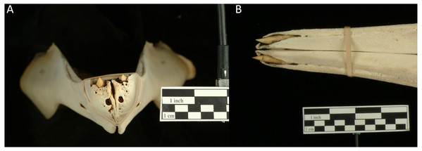 Adult True’s beaked whale female mandible (USNM504612), showing alveoli around unerupted teeth at the apical tip of the jaw anterior to the vestigial alveolar groove.