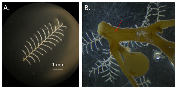 Aglaophenia latecarinata hydroids.