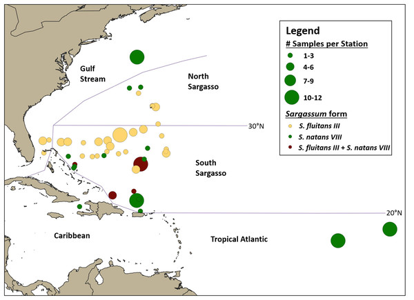 Geographic distribution of hydroid samples by Sargassum form.