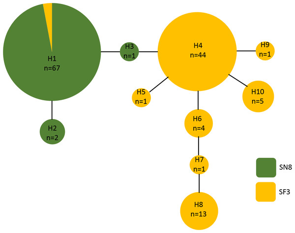 Haplotype network of Aglaophenia latecarinata sequences.