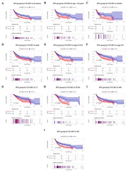 Survival analysis of CELSR3 expression in terms of relapse-free survival (RFS).
