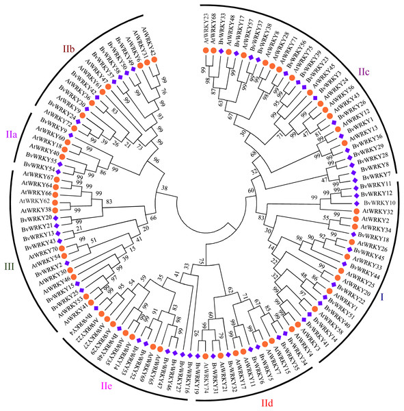 Phylogenetic tree of WRKY genes in sugar beet (Beta vulgaris, Bv) and Arabidopsis thaliana (At).