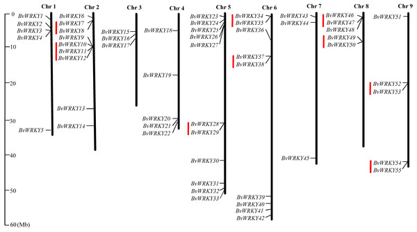 Distribution of the BvWRKY genes on the sugar beetchromosomes.