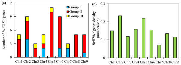 Unevenly chromosomal distributionof the BvWRKY genes.