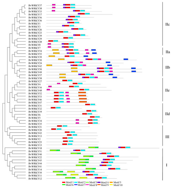 BvWRKY proteins motifs identified by MEME using the complete amino acid sequences.