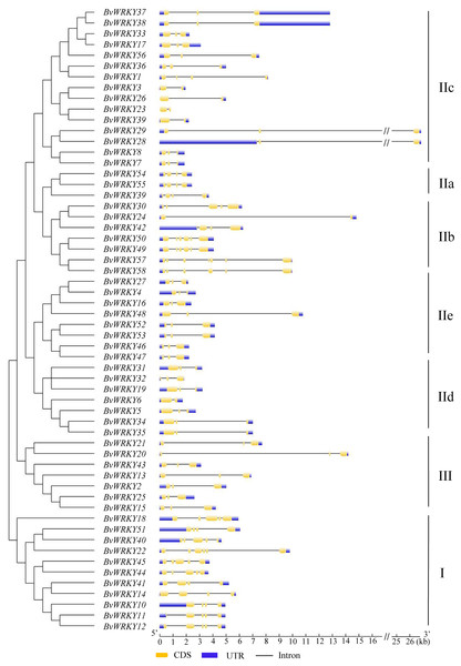 The exon-intron structures of the BvWRKY genes.