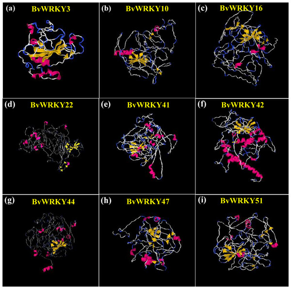 Predicted three-dimensional (3D) structure of nine selected BvWRKY proteins.