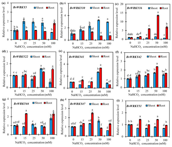 Relative expression levels of nine selected BvWRKY genes in shoot and root of sugar beet seedlings exposed to 0, 15, 25, 50, and 100 mM NaHCO3 for 72 h.