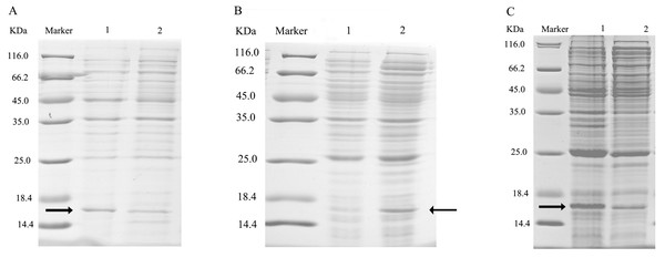 SDS-PAGE analysis of the total bacterial protein lysate of the mutant and wild-type CbuqPBP1.