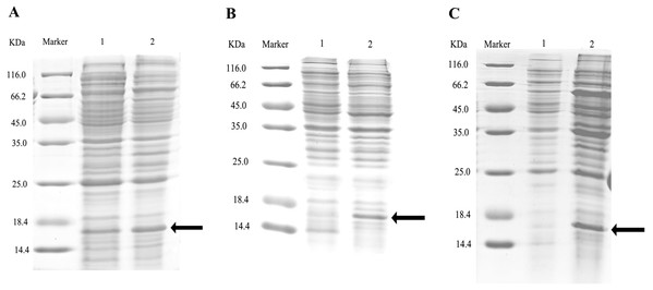 SDS-PAGE analysis of supernatant and precipitant of bacterial fragmentation following expression of the mutant and wild-type CbuqPBP1.
