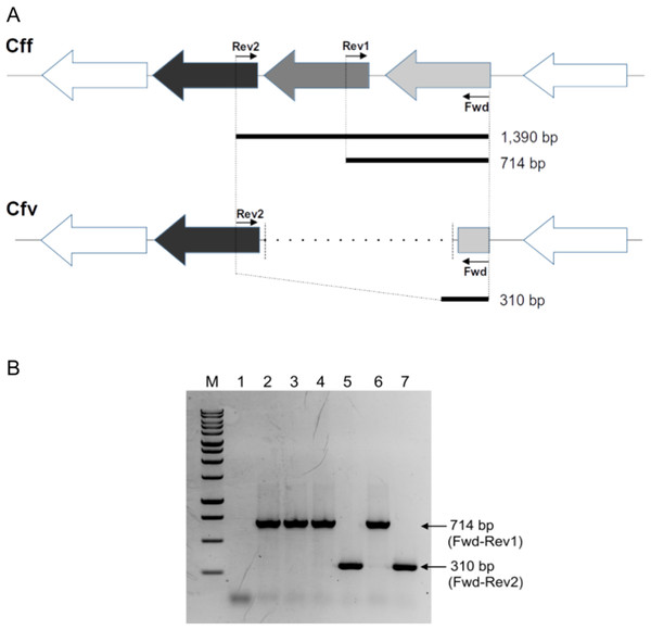 Differential L-Cys Transporter-PCR.