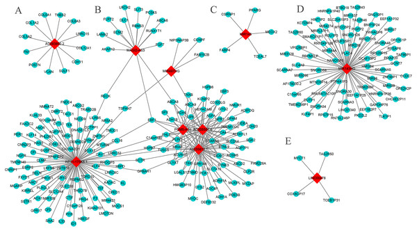 The core lncRNA-mRNA co-expression network based on WGCNA.