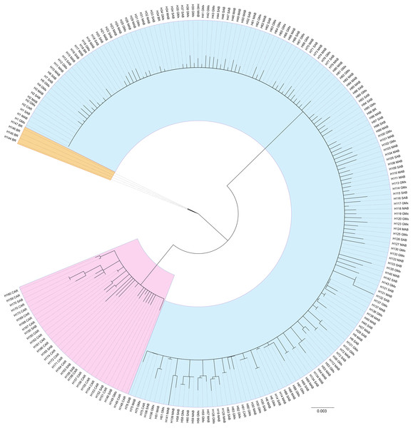 Unrooted neighbor-joining dendrogram of haplotype sequences from each collection region.