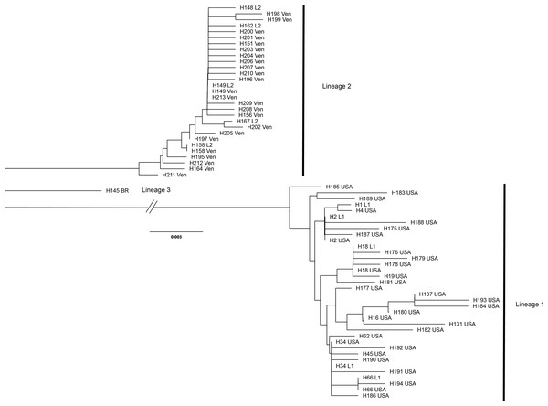 Unrooted dendrogram of the most common reference specimen haplotypes and each haplotype observed in samples of commercial products.