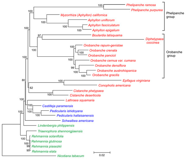 Phylogenetic tree of 30 taxa of Orobanchaceae.