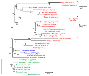 Extensive plastome reduction and loss of photosynthesis genes in ...