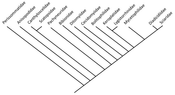 Phylogenetic relationship among different lineages of Bibionomorpha sensu lato, modified from Ševčík et al., 2016.