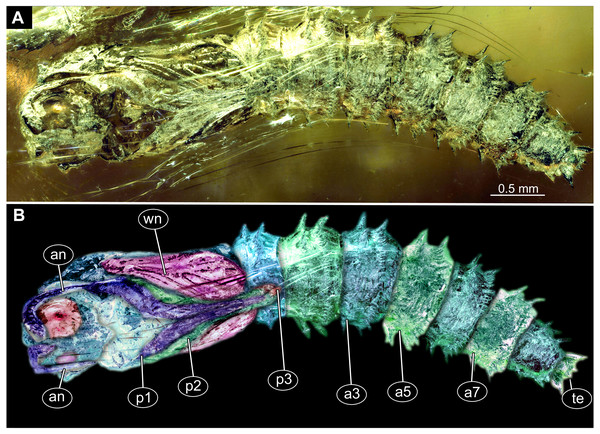 Fossil pupa, Mycetobia connexa (Mycetobia “morphotype 1”), GPIH, collection number 1851-DN.